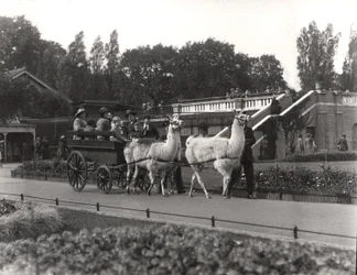 The Llama ride - once a feature at ZSL London Zoo, September, 1923